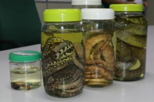 Amazonas apresenta estabilidade em acidentes com animais peçonhentos nos últimos dois anos