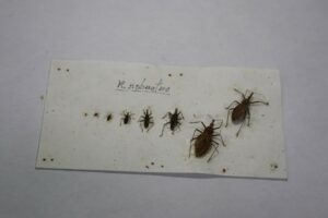 Prevenção: Saúde alerta para conscientização sobre a doença de chagas