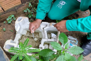 Dengue: Amazonas atualiza o cenário da doença nesta quinta-feira