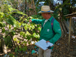Dengue: Saúde divulga cenário da doença no Amazonas