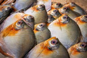 Vigilância em saúde apresenta análise dos casos de Doença de Haff no estado