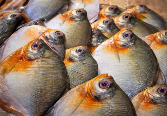 Vigilância em saúde apresenta análise dos casos de Doença de Haff no estado