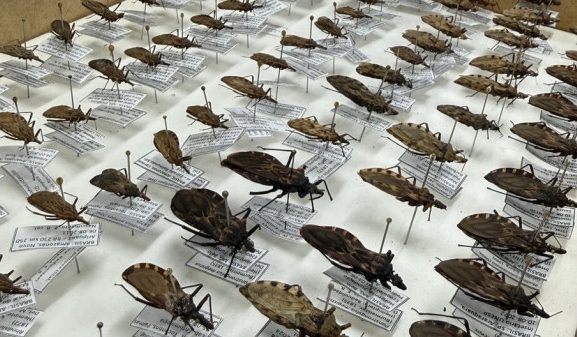 FVS-RCP reforça orientações sobre Doença de Chagas na Amazônia